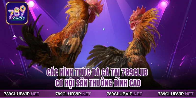 Các Hình Thức Đá Gà Tại 789CLUB - Cơ Hội Săn Thưởng Đỉnh Cao