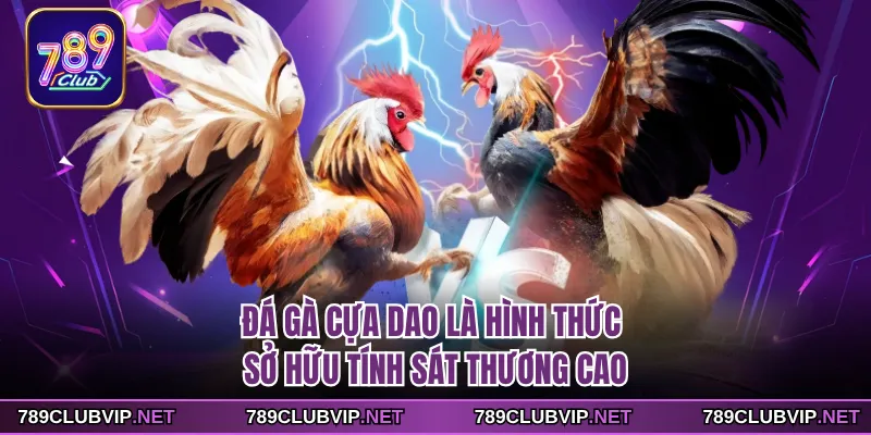 Đá gà cựa dao là hình thức sở hữu tính sát thương cao