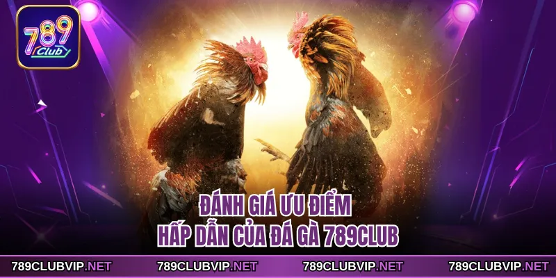 Đánh giá ưu điểm hấp dẫn của đá gà 789CLUB
