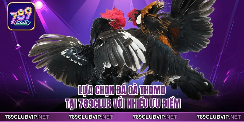 Lựa chọn đá gà thomo tại 789CLUB với nhiều ưu điểm