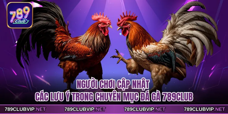 Người chơi cập nhật các lưu ý trong chuyên mục đá gà 789CLUB