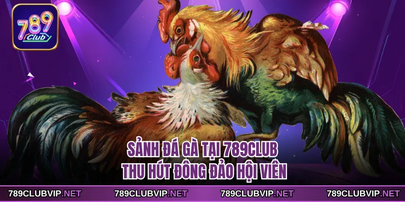 Sảnh đá gà tại 789CLUB thu hút đông đảo hội viên